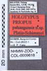 Etikett zu Melanotus walkeri (Platia & Schimmel, 2001)